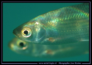 A couple of Pearl roach, Red-eye, Rudd.... Que du Bonheur... by Michel Lonfat 